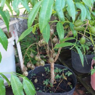 Cây cóc thái mới về, cây đẹp