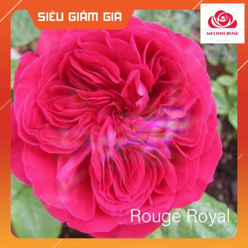 Hoa hồng ngoại Rouge Royal – Bông hồng mang nét đẹp của sự bền bỉ-Vườn Hoa Melinhrose