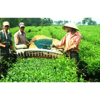 Túi đựng chè cho máy hái chè đơn