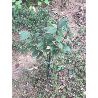Mai trắngcây nhỡ cao 50cm