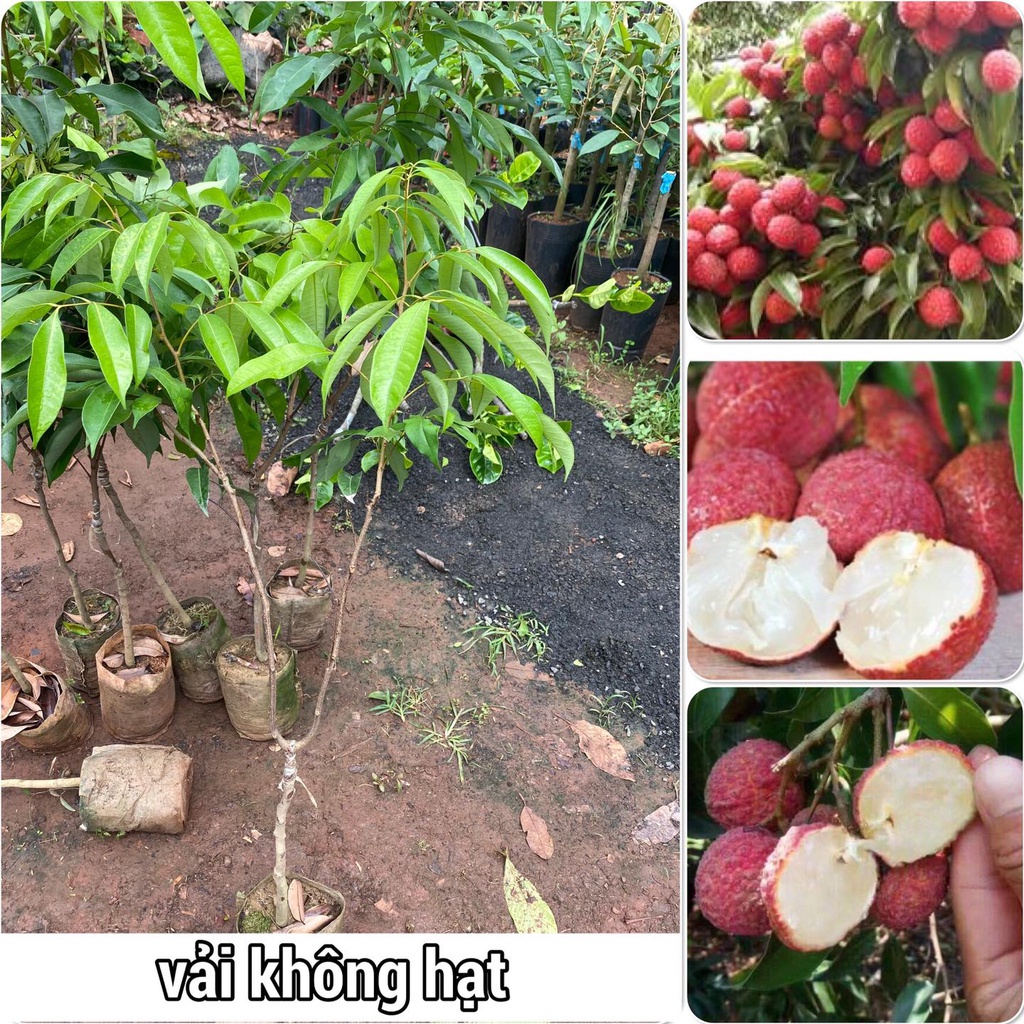 Cây giống Vải không hạt. [ Chuẩn Giống cây Trồng ].