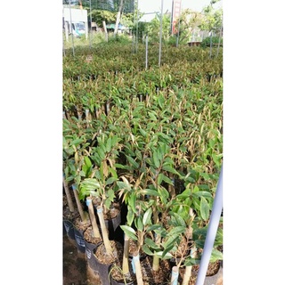 BẦU ĐẤT SẦU RIÊNG RI6 CƠM VÀNG HẠT LÉP (ĐỌT CỨNG GỐC TO )