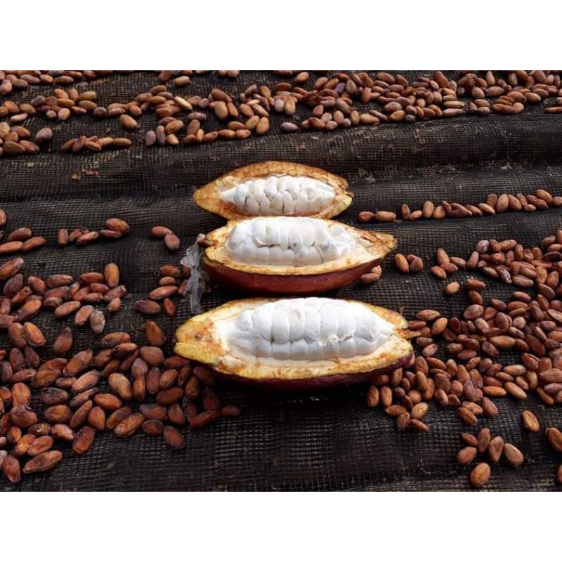 Hạt cacao thô lên men 1Kg- Cocoa beans