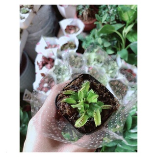 Cây bẫy kẹp , cây ăn thịt non mới mọc