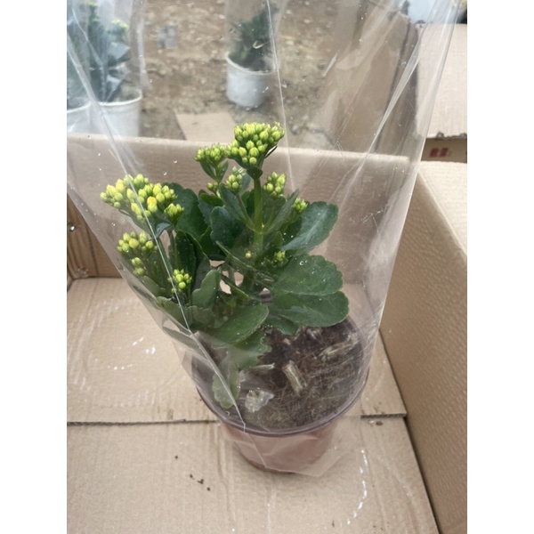 Cây hoa sống đời kép