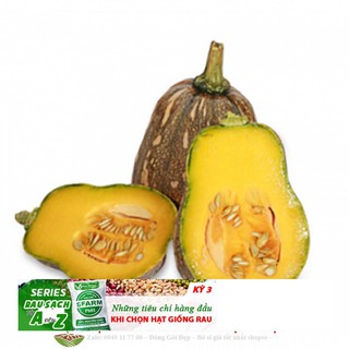 GÓI 10 HẠT GIỐNG BÍ ĐỎ HỒ LÔ