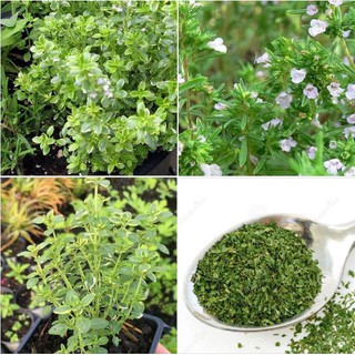 Hạt Giống Cỏ Xạ Hương Thyme- Gói 100 hạt