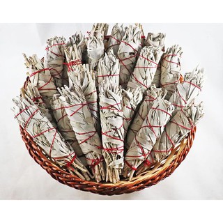 Noscere | Cây xô thơm trắng White Sage (Combo 3 bó 4 inches)