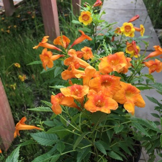 Cây hoa chuông (cây hoa hoàng Yến)