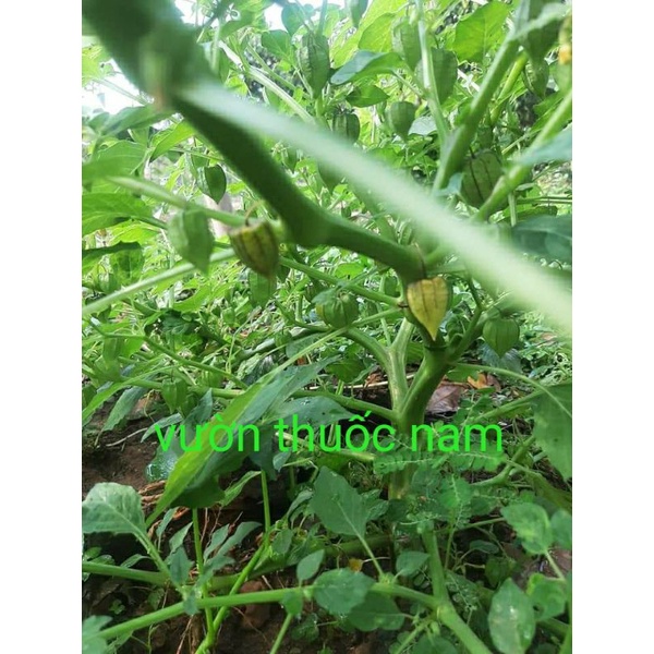 Cây thù lù tươi cây tầm bóp tươi nhà trồng oganic sạch