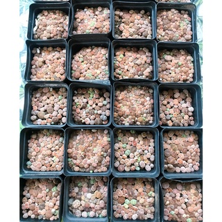 cây sen Lithops sen đá thạch lan size nhỏ