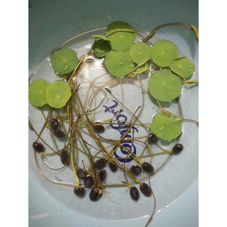 Combo 5 lọ dinh dưỡng thủy canh siêu rẻ