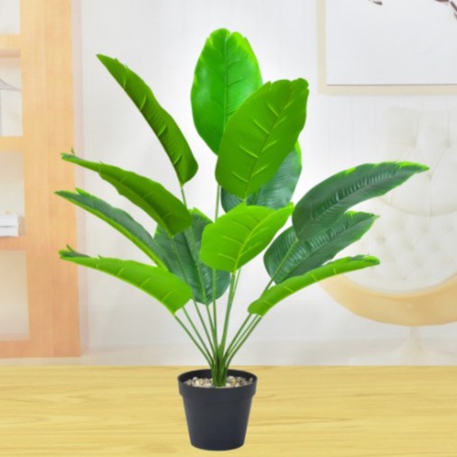 Cây Lá Rùa Lớn 18 Lá  Cao Cấp , Dùng Decor Chụp Hình, Trang Trí Nhà Cửa, Văn Phòng