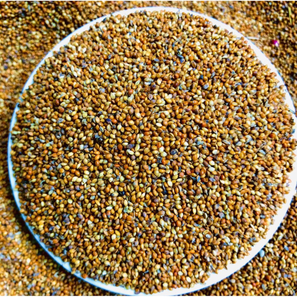 Hạt kê đỏ nhỏ Ấn Độ vỏ mềm, thức ăn dành cho chim cảnh, Vẹt, Yến Phụng, Manh Manh, Finch, 7Màu, Bạc Má, các dòng chim sẻ