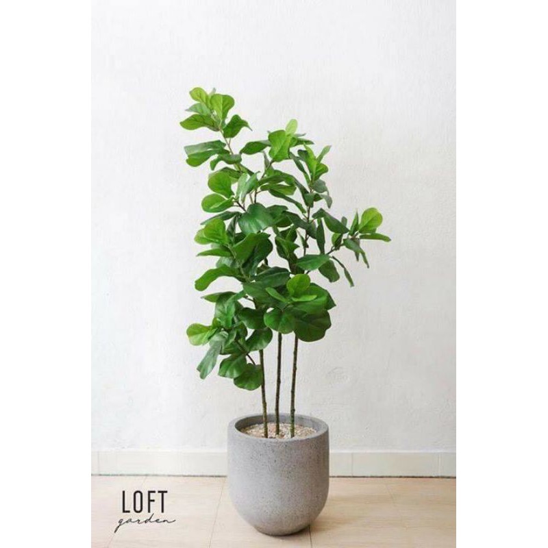 Cây bàng giả - Cây bàng Singapore cao 120cm 3 nhánh - CHƯA CHẬU