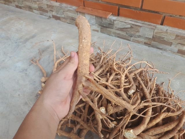 Rễ Đinh Lăng Tươi 1kg