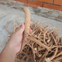 Rễ Đinh Lăng Tươi 1kg ( Rễ Rời Thượng Hạng)