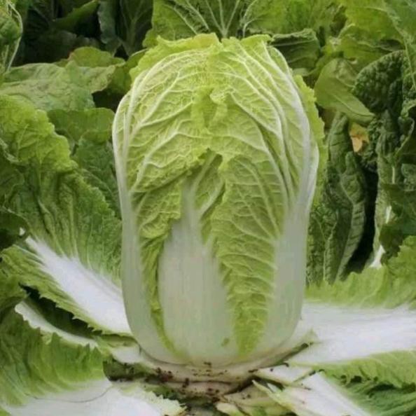 HẠT GIỐNG CẢI THẢO F1 GOKI 70 - bắp cải thảo - cải làm kim chi GÓI 10 GRAM