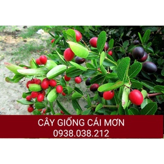 CÂY SIRO LÀM NƯỚC UỐNG
