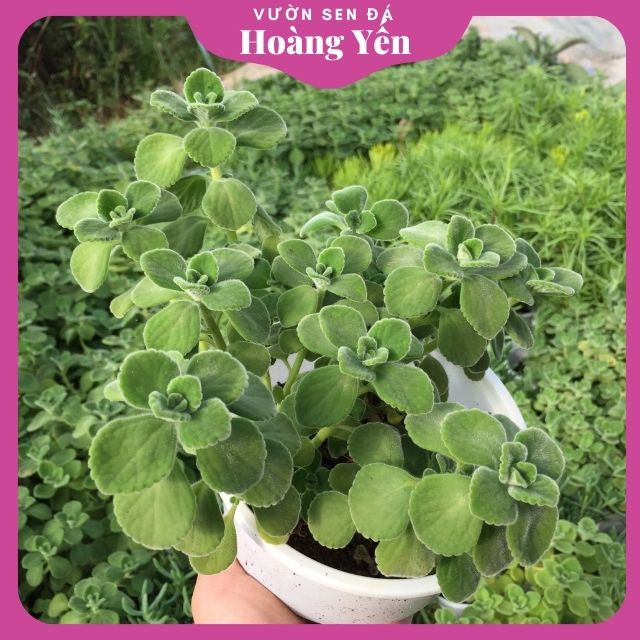 Sen đá lá thơm (Nhất Mạc Hương)- size trung, cây khỏe phù hợp mọi khí hậu
