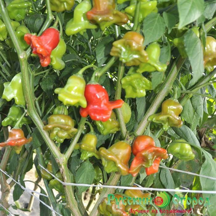 Hạt giống ớt hoa hồng F1 Nga cây thấp