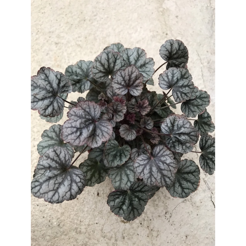 Cây hoa chuông san hô ( Heuchera)