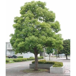 CÂY GIỐNG CÂY LONG NÃO