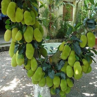 Cây giống mít ruột đỏ