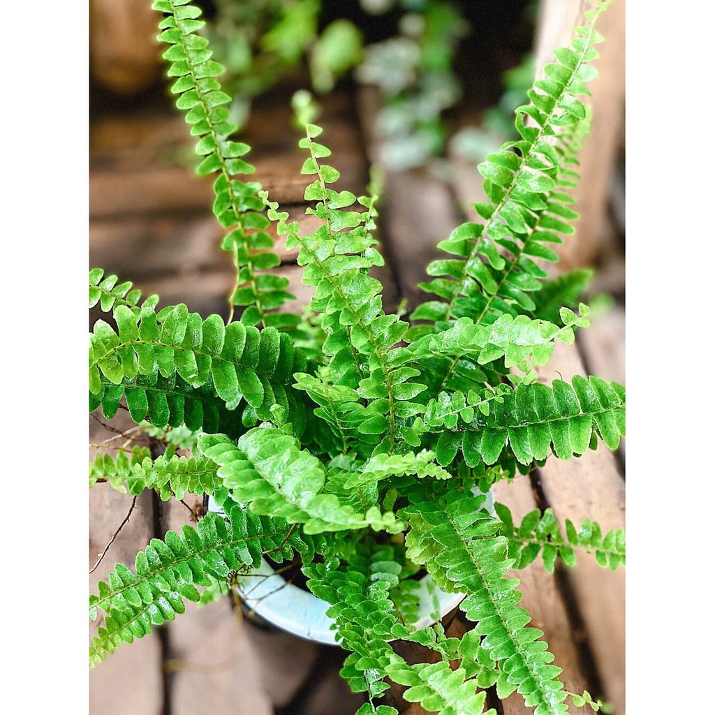 Cây Nephrolepis Cordifolia ‘Duffii’ (Lemon Button Fern, Dương Xỉ Cúc Áo) kèm chậu thuỷ canh 2 lớp không cần tưới