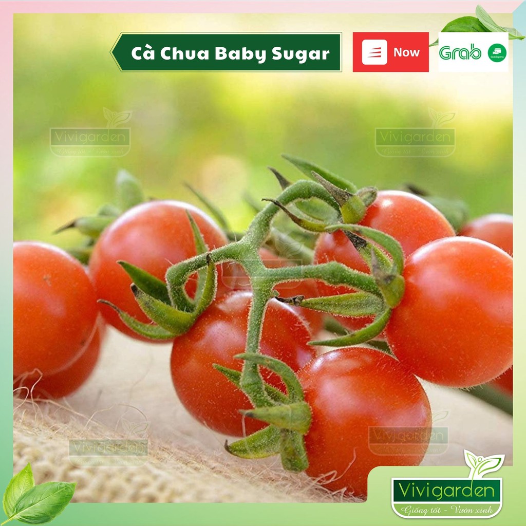 Combo 10 hạt giống cà chua bi Baby Sugar siêu ngọt giống nhập Mỹ với hương vị tuyệt vời