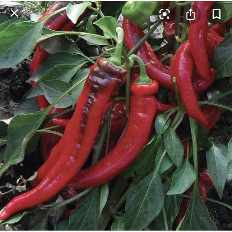 ớt ngọt Jimmy Nardello ( 5hạt ) Sweet pepper