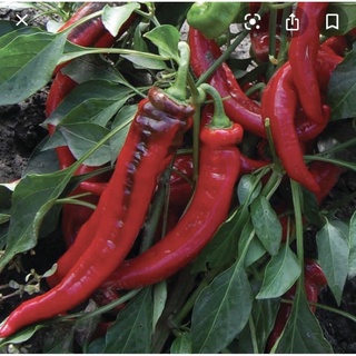 Ớt ngọt Jimmy Nardello Sweet pepper