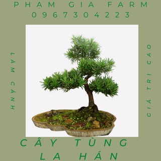 Cây tùng la hán chuẩn giống giá trị cao