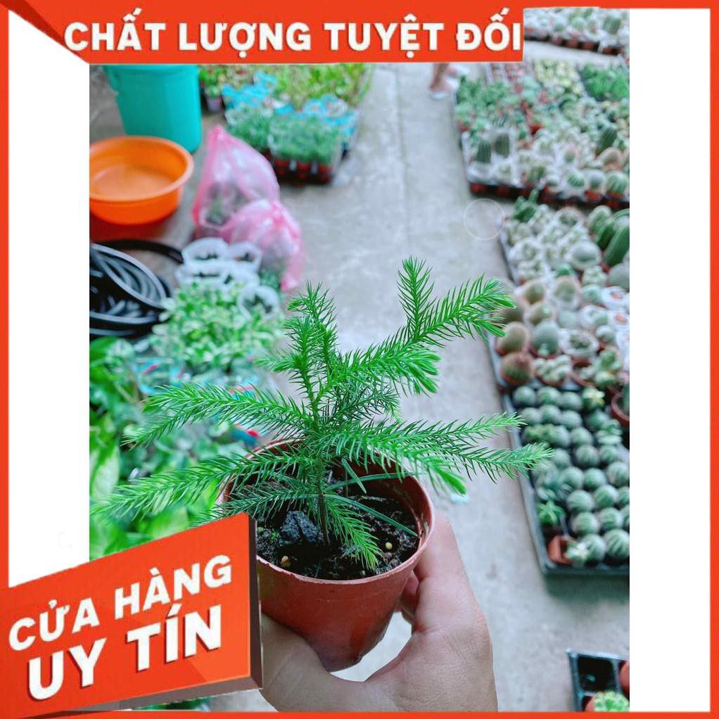 Cây Tùng bách tán Nhiều Người Mua