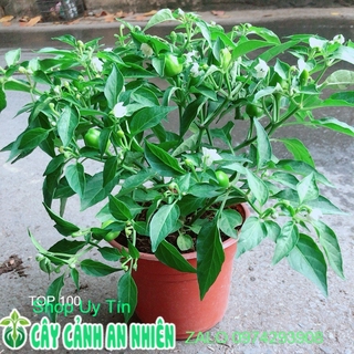 Cây Ớt Kiểng