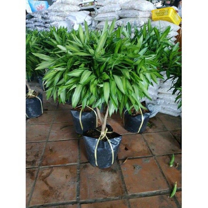 Cây trúc bách hợp