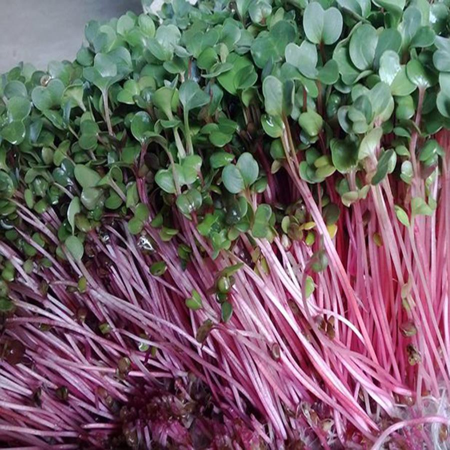 Hạt giống Rau Mầm Đỏ - Củ Cải Đỏ 100g