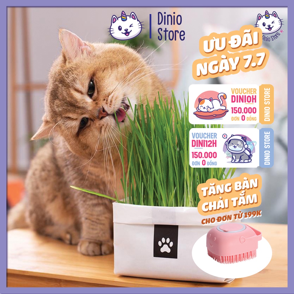 Hạt Giống Cỏ Mèo Giúp Tiêu Hóa Tốt - Dinio Shop