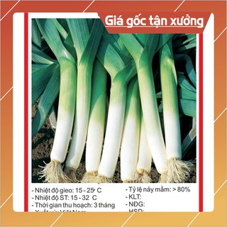 Hạt giống Tỏi tây 1gr Hạt giống