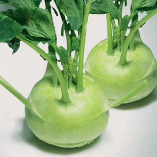 Hạt giống su hào.