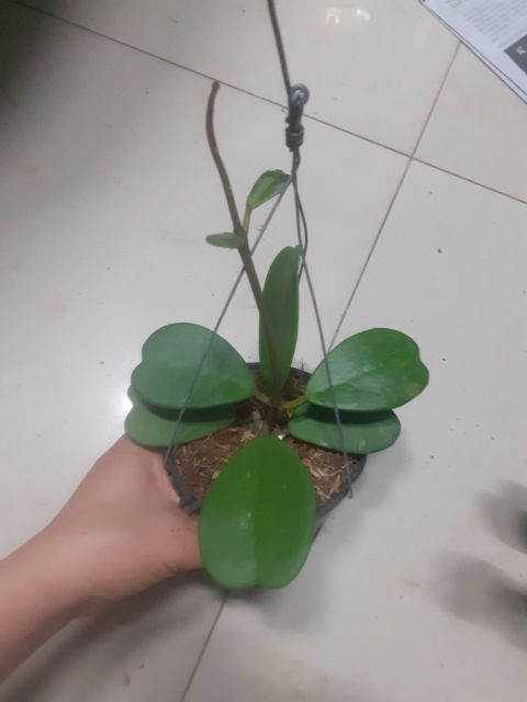 Lan cẩm cù lá tim xanh cây giống hoa như hình