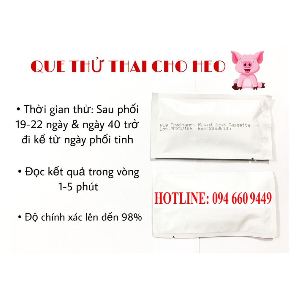 QUE THỬ THAI CHO HEO