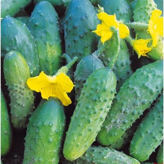 Hạt giống Dưa Chuột bao tử – 10Hạt