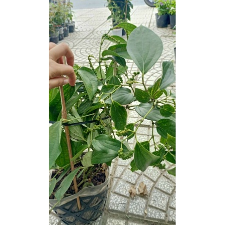 Tiêu xanh bình thuận....