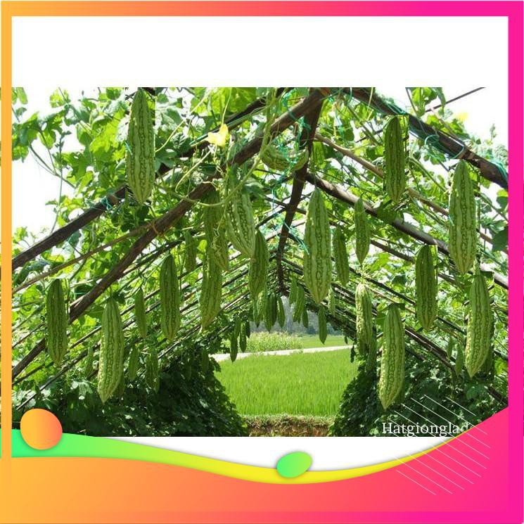 Hạt Giống Mướp Đắng F1 - 10 Hạt  VIETGAR