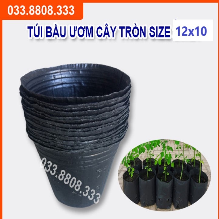 BẦU TRÒN ƯƠM CÂY 12X10 ( 1KG)- HÀNG LOẠI 1