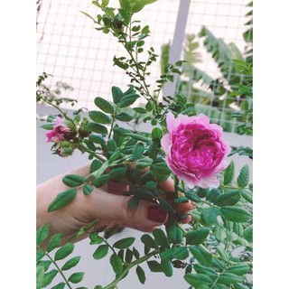[ XẢ - CẮT LỖ] Hồng Plena- lá me
