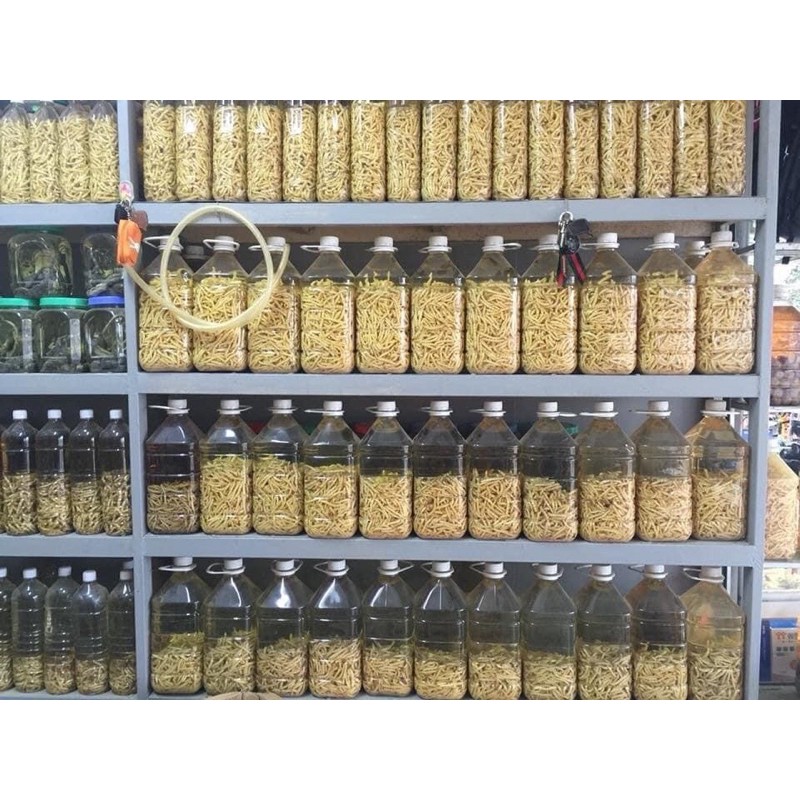 100 cây sâu chít tươi - HÀNG ĐẢM BẢO CHẤT LƯỢNG 100% - DƯỢC LIỆU HÀ HOÀNG