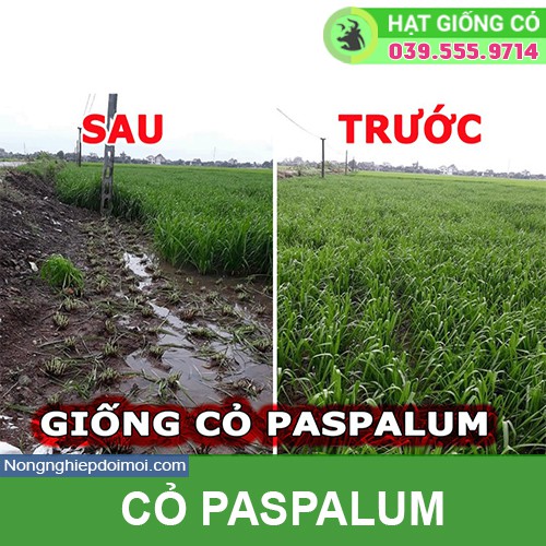 Hạt giống cỏ Ubon Paspalum - Cỏ xả chịu ngập - gói 1kg