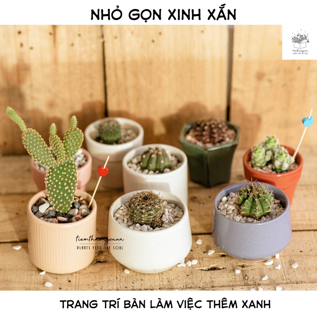 Xương rồng, xương rồng tai thỏ, aster, gym, các loại mini trang trí nhà cửa đời sống